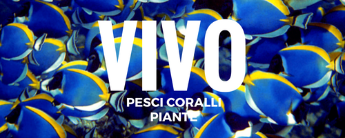 VIVO - PESCI PIANTE CORALLI ROCCE VIVE TARTARUGHE